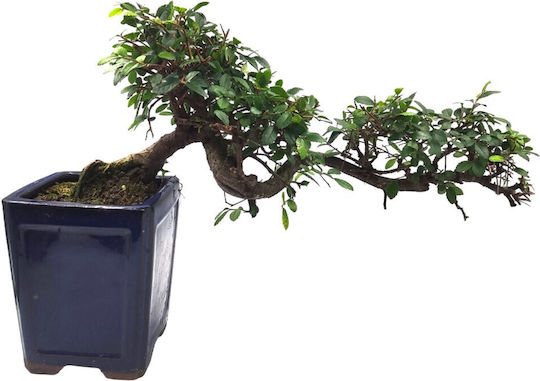 Αυθεντικό Μπονσάι Zelkova Parvifolia Cascade