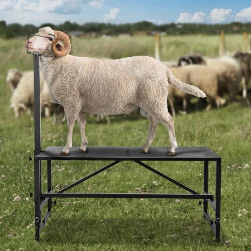 Vevor Goat Cutting Stand 51x23" Black Scxjjhsytm519zqt8v0