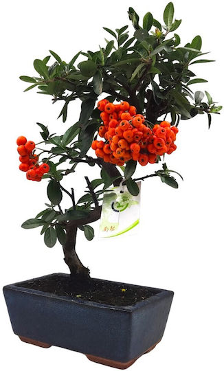 Μπονσάι Pyracantha Angustifolia