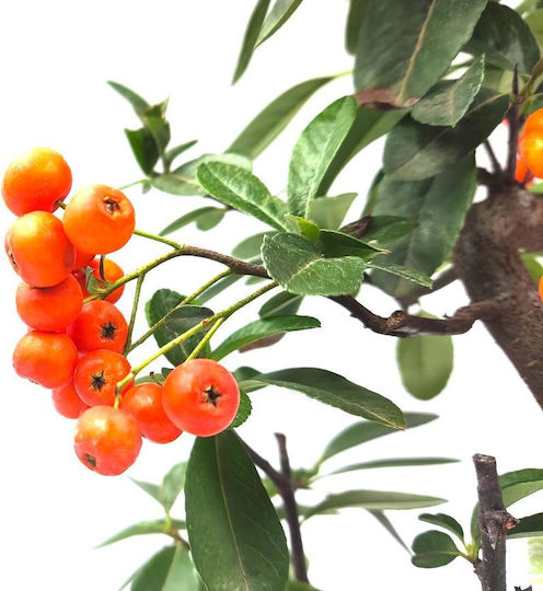 Bonsai Pyracantha Angustifolia