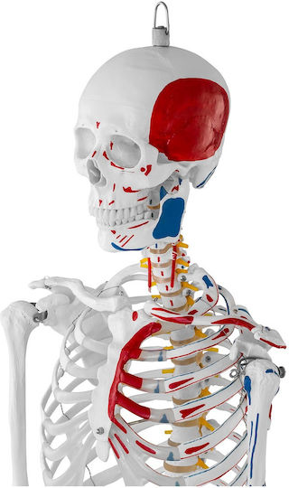 Anatomisches Modell Menschliches Skelett 180 cm + Anatomisches Poster