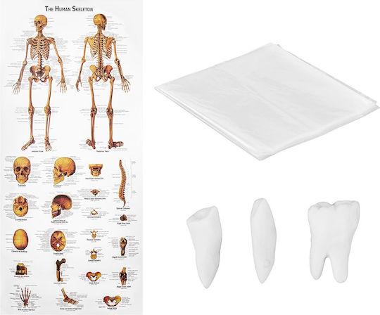 Anatomisches Modell Menschliches Skelett 180 cm + Anatomisches Poster