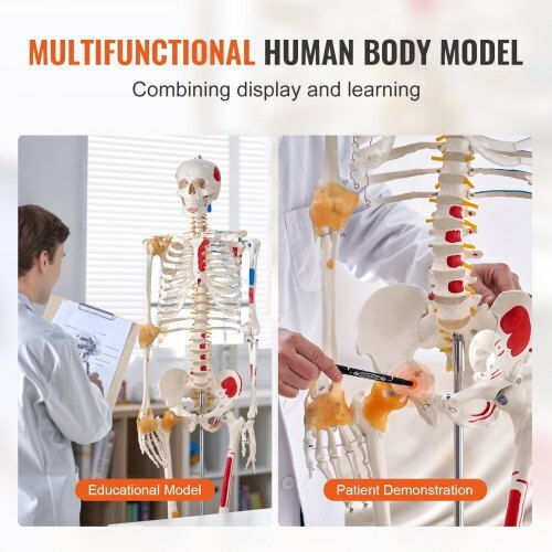 Vevor Educational Model