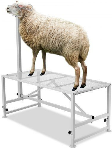 Vevor Goat Cutting Stand 21"-33" 47x23 White Scxjjbsytm47jnhgxv0