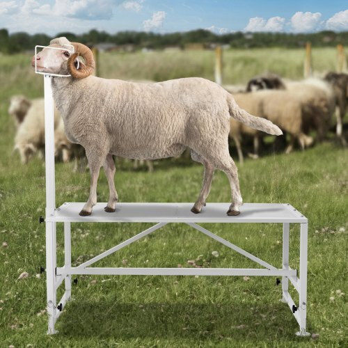 Vevor Goat Cutting Stand 21"-33" 47x23 White Scxjjbsytm47jnhgxv0