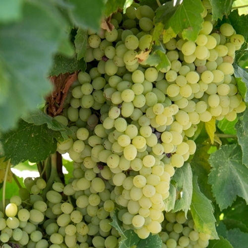 Sultana Rosinen Jumbo 10 Blonde 1000 g