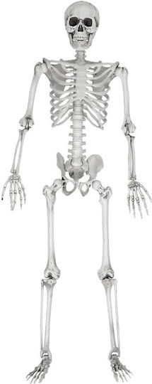 Human Skeleton 45x170 cm Carnival Accessory White for Halloween made of Plastic 1pcs