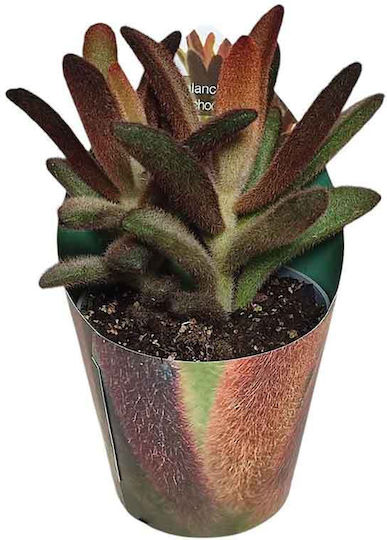 Kalanchoe 'chocolate Soldier' 6.5cm