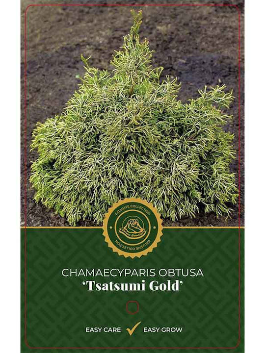Chamaecyparis 'tsatsumi Gold' 19cm Chamaecyparis 'tsatsumi Gold' 19cm