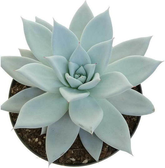 Echeveria 'mexican Giant' 17cm