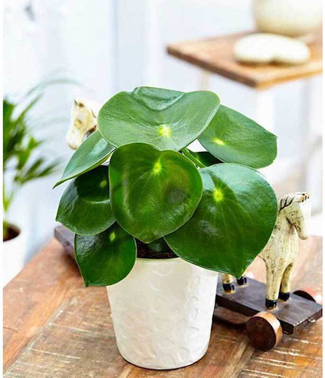Peperomia 'raindrop' 12cm