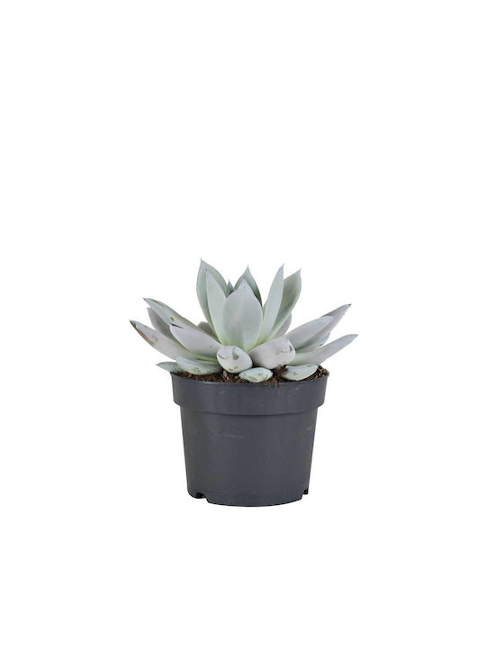 Echeveria 'mexican Giant' 17cm