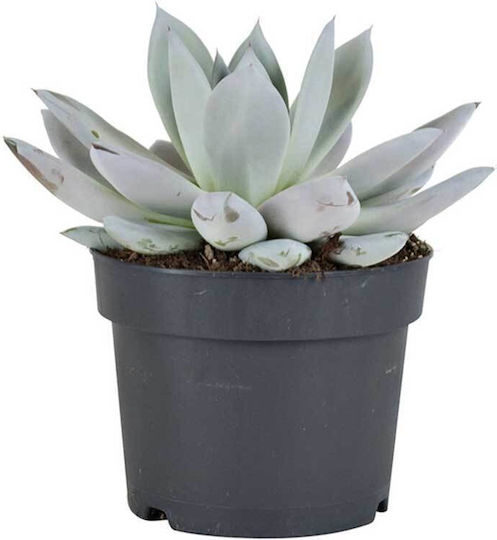Echeveria 'mexican Giant' 17cm