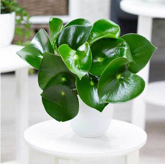 Peperomia 'raindrop' 12cm