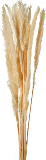 Αποξηραμένο Φυτό Pampas grass Εκρού 15τμχ Nuova Vita Αποξηραμένο Φυτό Pampas grass Εκρού 15τμχ Nuova Vita
