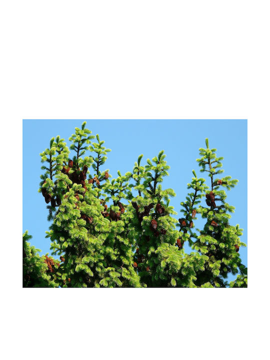 Испанска ела "Abies Pinsapo Бонсай" 10 семена