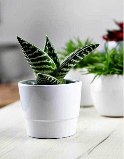 Aloe Variegata 8.5cm