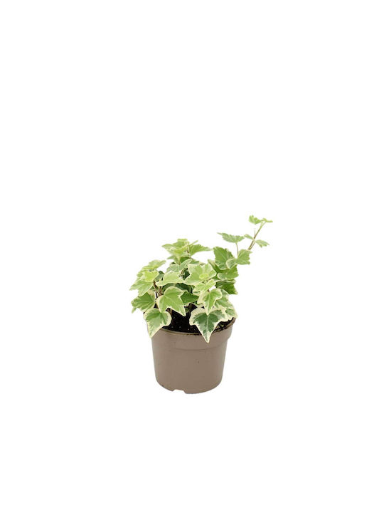 Hedera ' White Wonder' 8.5cm