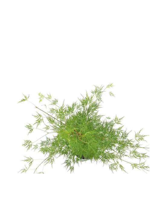Acer 'emerald Lace' 10.5cm