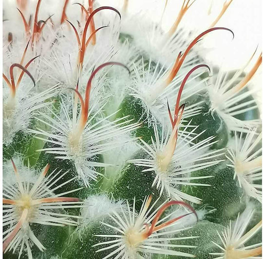 Grup Mammillaria Bombycina 10.5cm