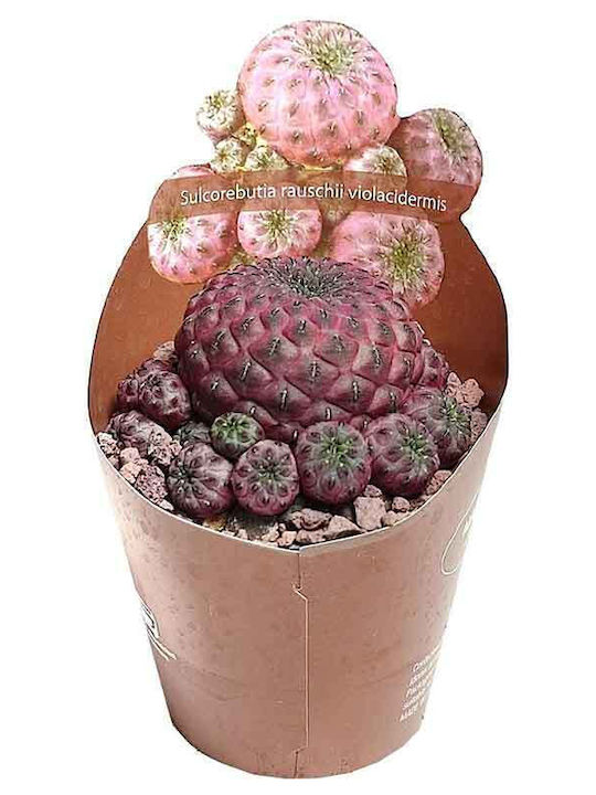 Sulcorebutia 'violacidermis' 6.5cm