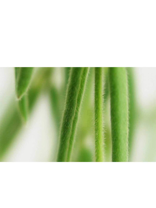 Hoya Linearis 14cm