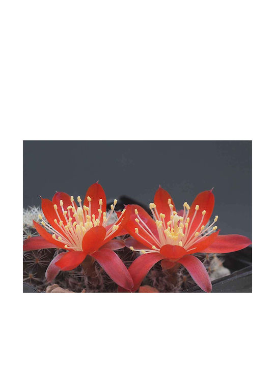 Rebutia Nitida 13cm Rebutia Nitida 13cm
