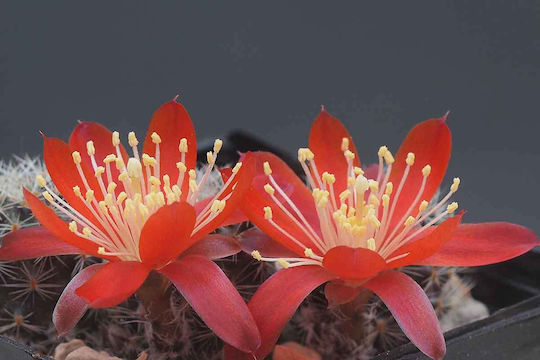 Rebutia Nitida 13cm Rebutia Nitida 13cm