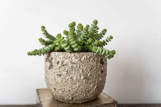 Crassula Marnieriana 9cm