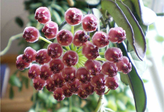 Hoya Wayetii 'Tricolor' 12 cm