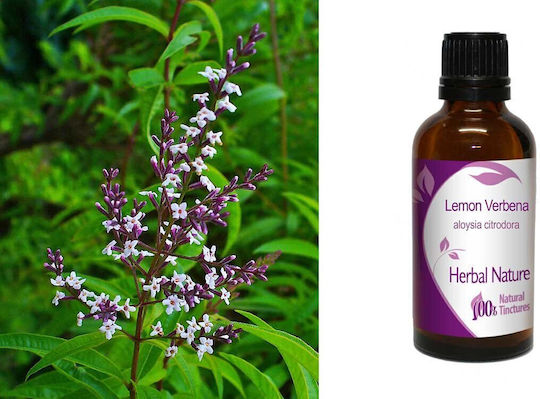 Zitronenverbene-Extrakt 50ml Natur & Körper