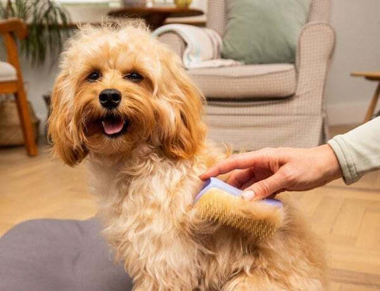 Tangle Teezer Pet Teezer Detangling Bürste Klein für verschiedene Haarlängen zur Haarentfernung Gelb