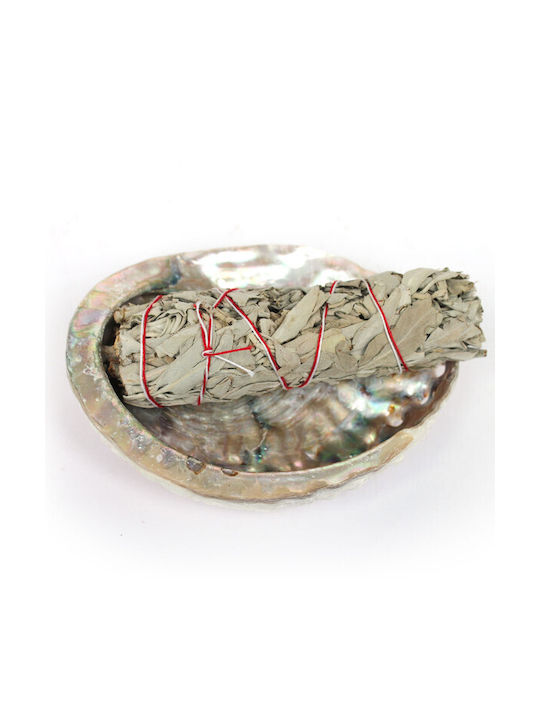 Cochilie de Abalone pentru Arderea Tămâiei, Cochilie Naturală ±10cm