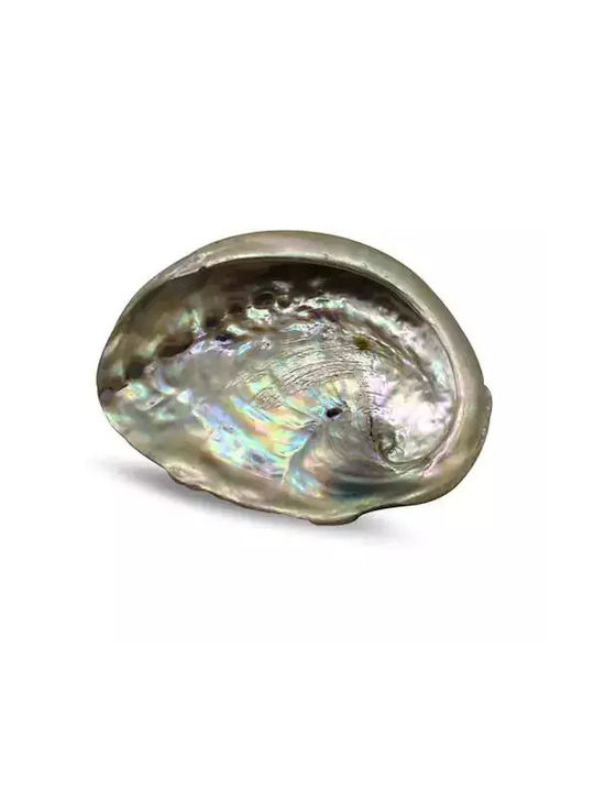 Cochilie de Abalone pentru Arderea Tămâiei, Cochilie Naturală ±10cm