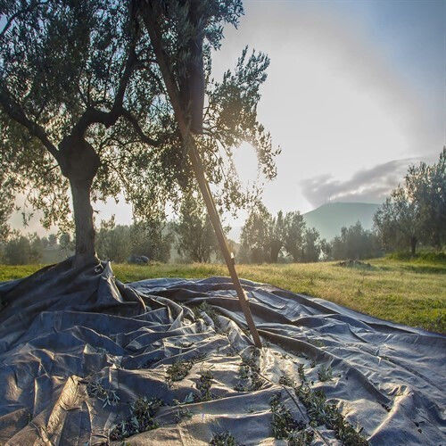 Rigas Olive Sail 6x12m Densitate 100gr/m²