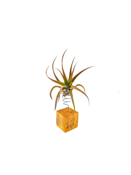 Αερόφυτο Tillandsia Capitata "peach Red"