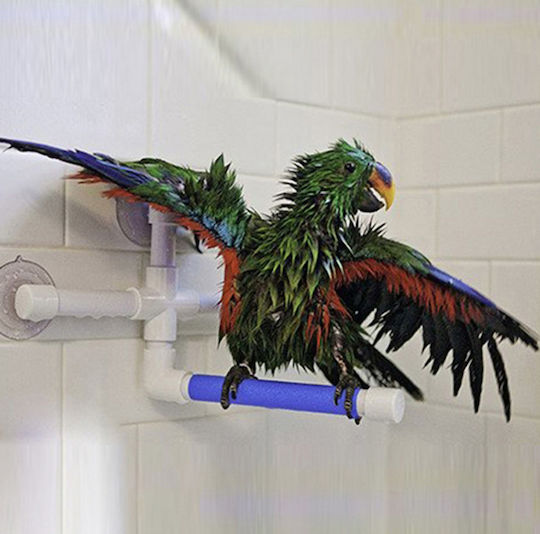 Shower Perch L Medium Large Parrots