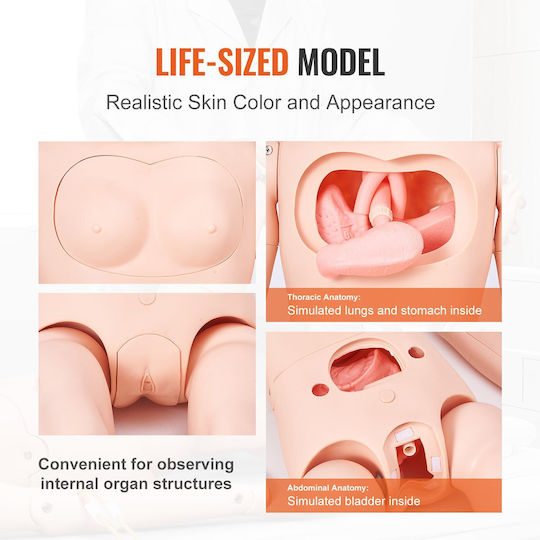 Male Manikin Vevor Nursing Training Male Female Male Life-Size Demonstration Manikin Nursing Education Multi-Function Teaching Model Training Body Care Simulator Anatomical Mannequin PVC