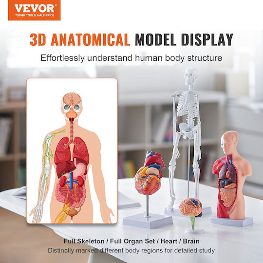 Vevor Internal Organs Model