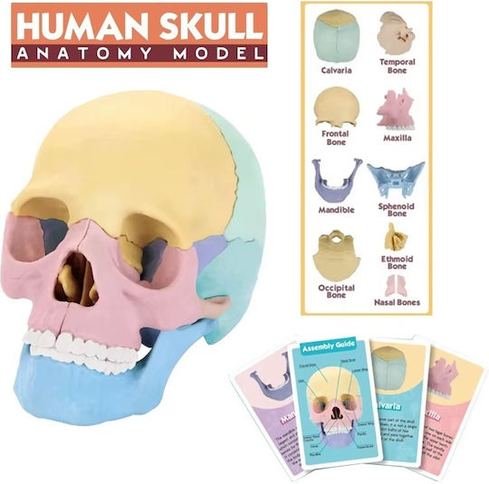Model de Craniu Uman 1:2 17 Părți Mobile 10 Carduri Explicative Copii 3 Ani+ Plastic 11x14.5x8.6cm Multicolor