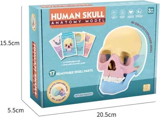 Model de Craniu Uman 1:2 17 Părți Mobile 10 Carduri Explicative Copii 3 Ani+ Plastic 11x14.5x8.6cm Multicolor