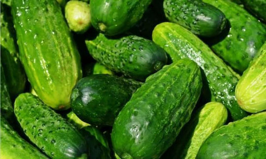 Σπόροι Αγγουριού Τουρσί 5gr