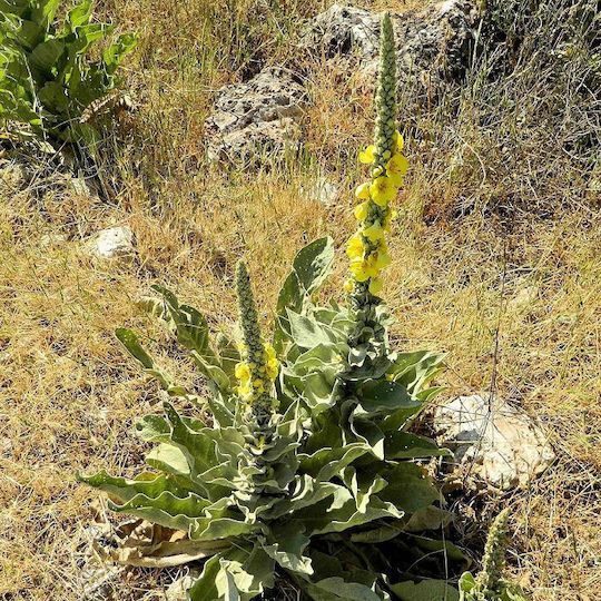 Verbascum Flower Lebanon 100 Gr