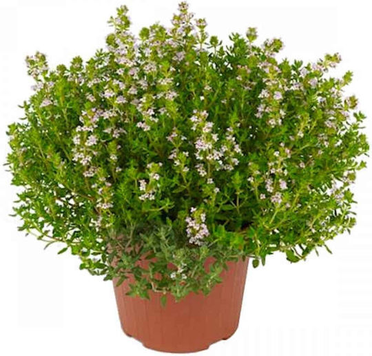 Gemma Seeds Thyme 0.3gr