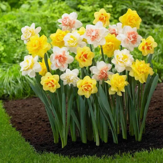 Primasem Seeds Daffodil Multicolour