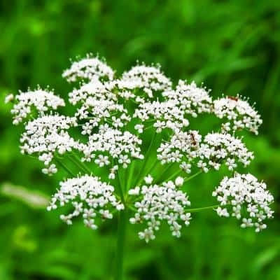 Gemma Semințe Anason 3.5gr
