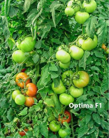 Σπόροι Τομάτας Optima 10τμχ