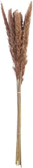 Μπουκέτο από Pampas grass Καφέ ArteLibre