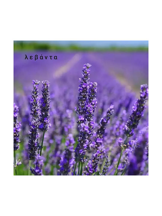 Aromatische Sojakerze Weibliches Gesicht Florale Muse Patisserie