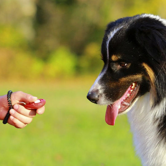 Pawise Clicker Ausbildung Hund & Katze 11421